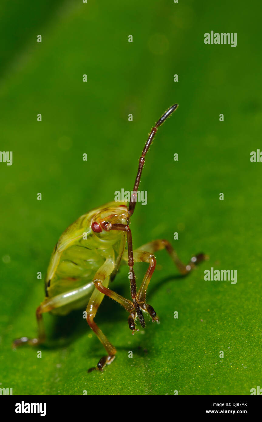 The fifth and final instar nymph of a birch shieldbug (Elasmostethus interstinctus) walking over a leaf in a garden. Stock Photo