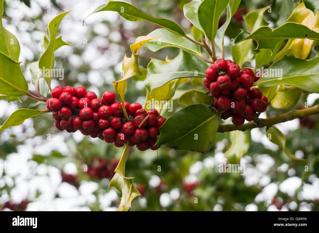 Winter berries hi-res stock photography and images - Alamy