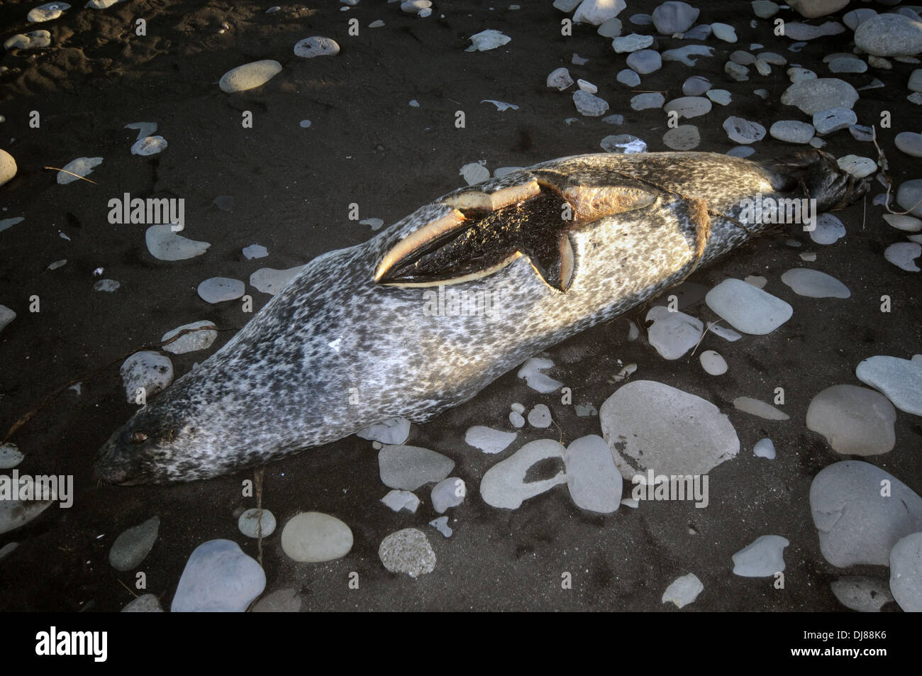 Dead harbor seal (Phoca vitulina), probably killed by boatstrike, Jokulsarlon, Vatnajokull National Park, Iceland Stock Photo