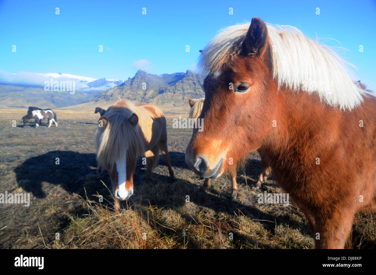 Icelandic ponies in a field below Eyjafjallajökull glacier and volcano, southern Iceland Stock Photo