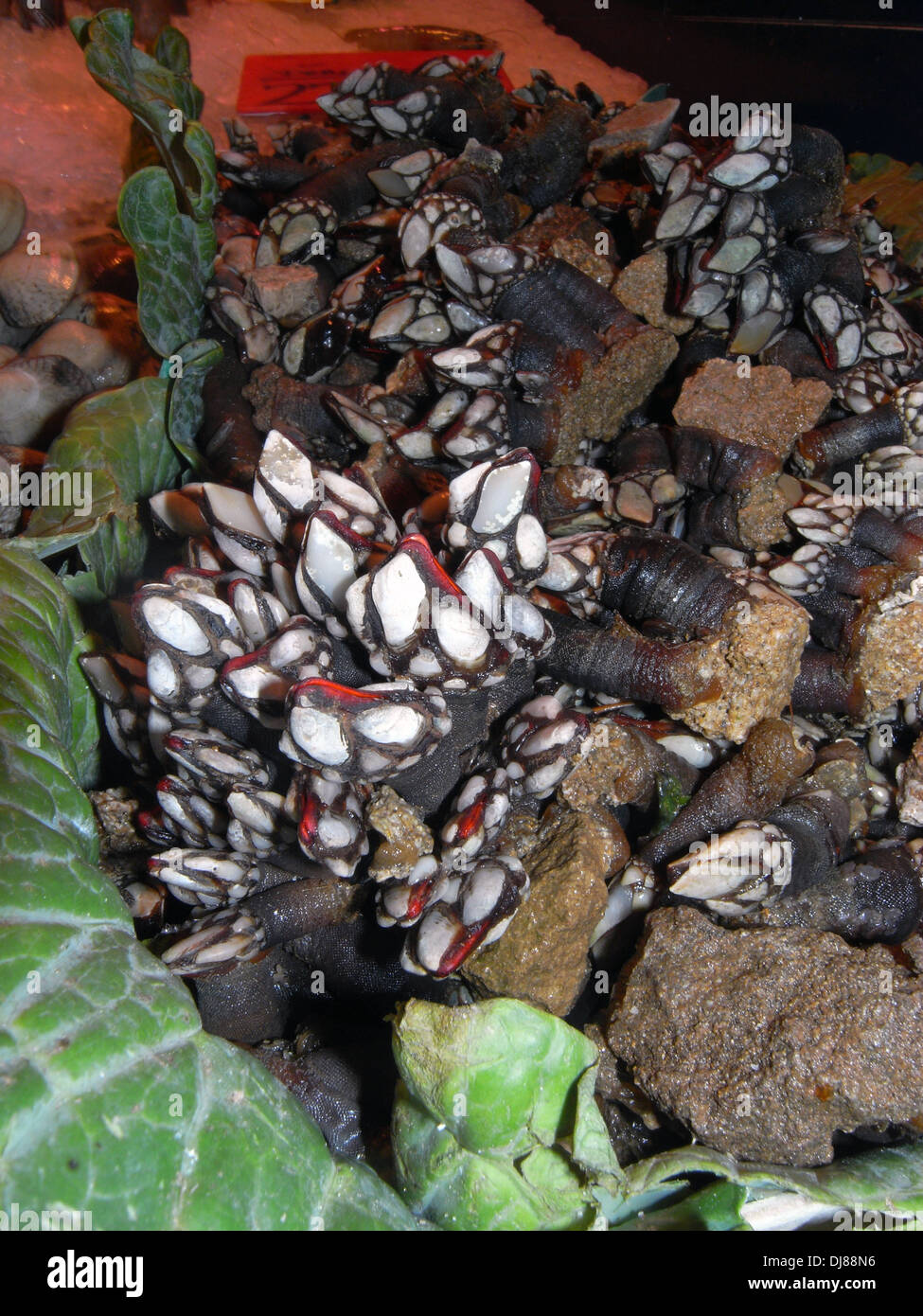Goose barnacles or percebes, a delicacy from Galicia, La Boqueria market, Barcelona, Spain Stock Photo