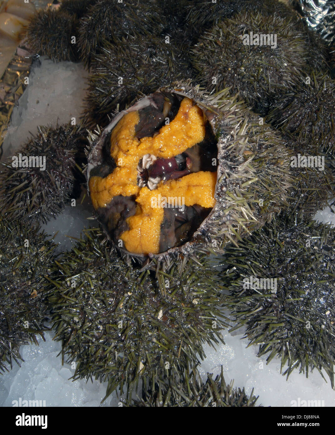Sea urchins (oursins) for sale in food market in the 15th arrondissement, Paris, France Stock Photo