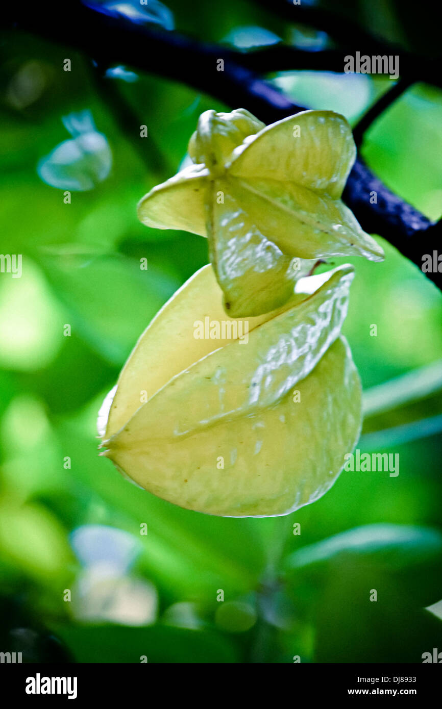 Star fruit, Carambola, Averrhoa carambola, Miao, Arunachal Pradesh, India Stock Photo