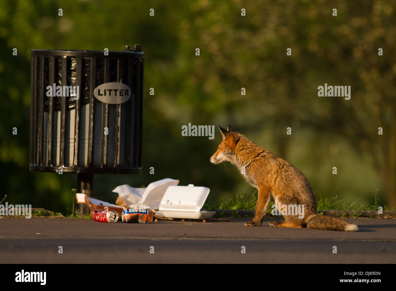 Urban Red fox (vulpes vulpes).Glasgow. Scotland. Stock Photo