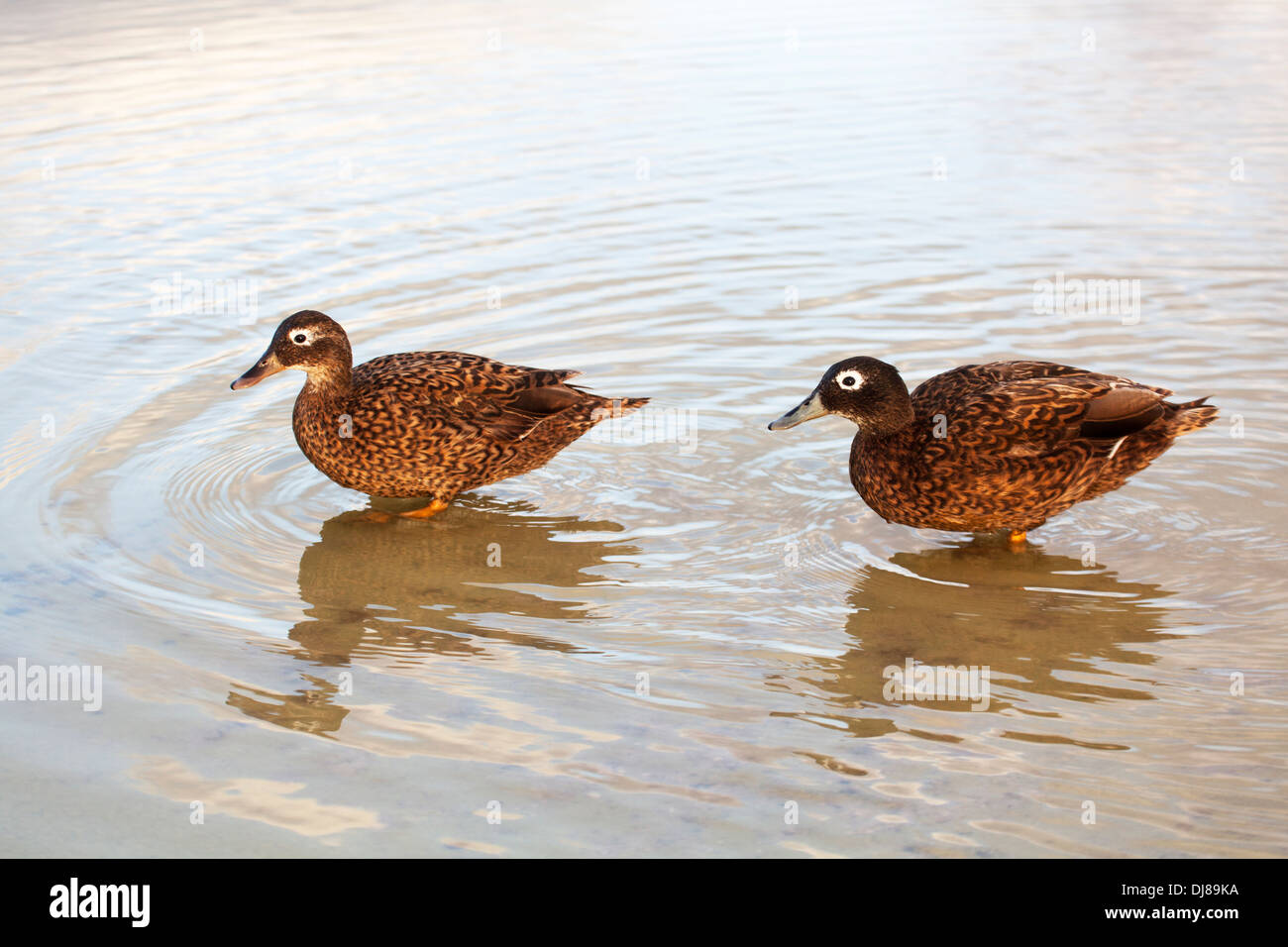 Laysan Duck pair wading in pond water on Midway Atoll. Anas laysanensis. Critically endangered species Stock Photo