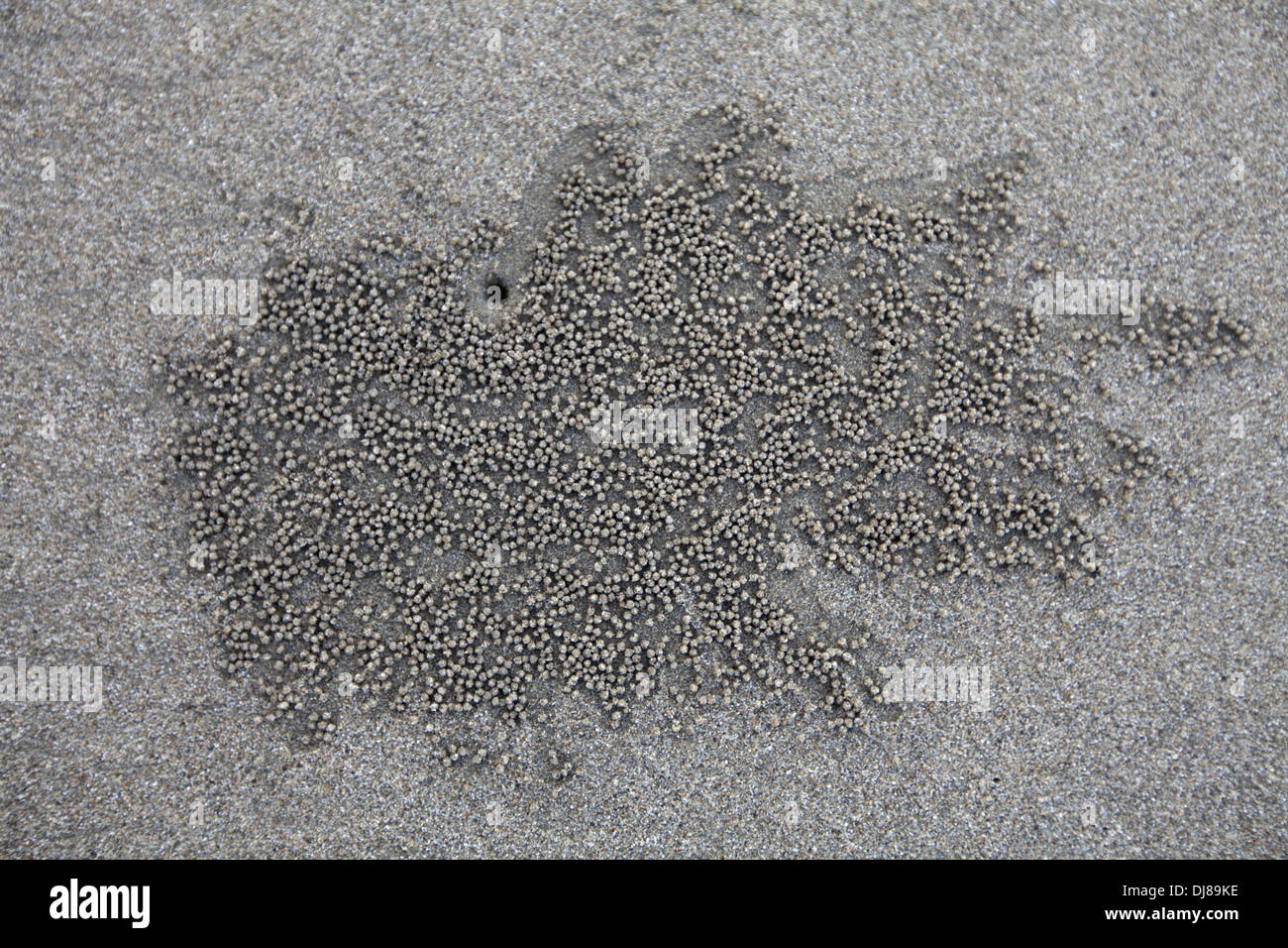 Crab's eggs, Andaman Island, India Stock Photo Alamy