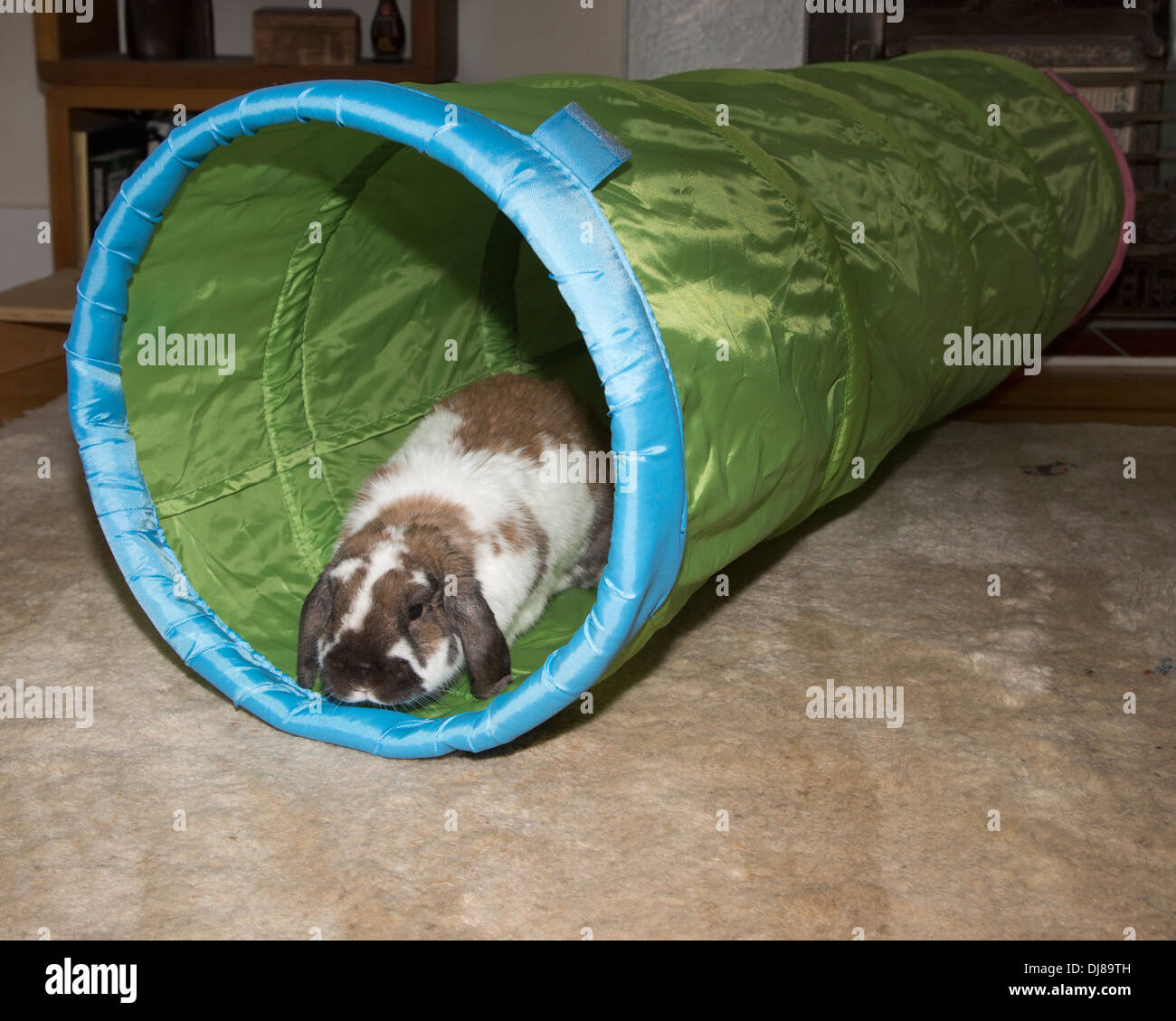 Pet Holland Lop dwarf rabbit playing in toy tunnel Stock Photo