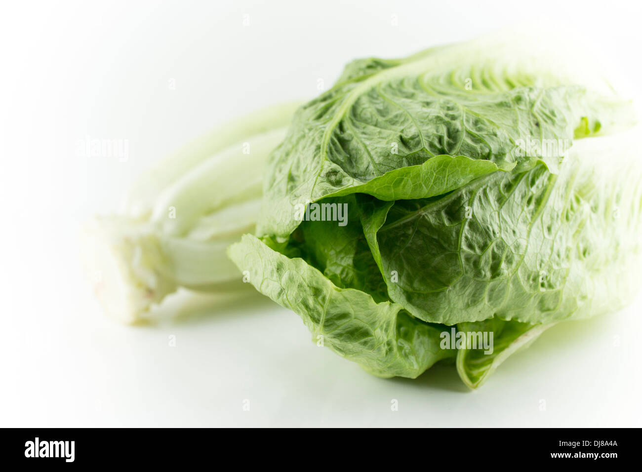 Romain Lettuce on a white background Stock Photo