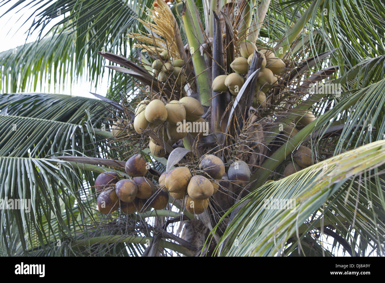 Coconut palm fruit hires stock photography and images Alamy