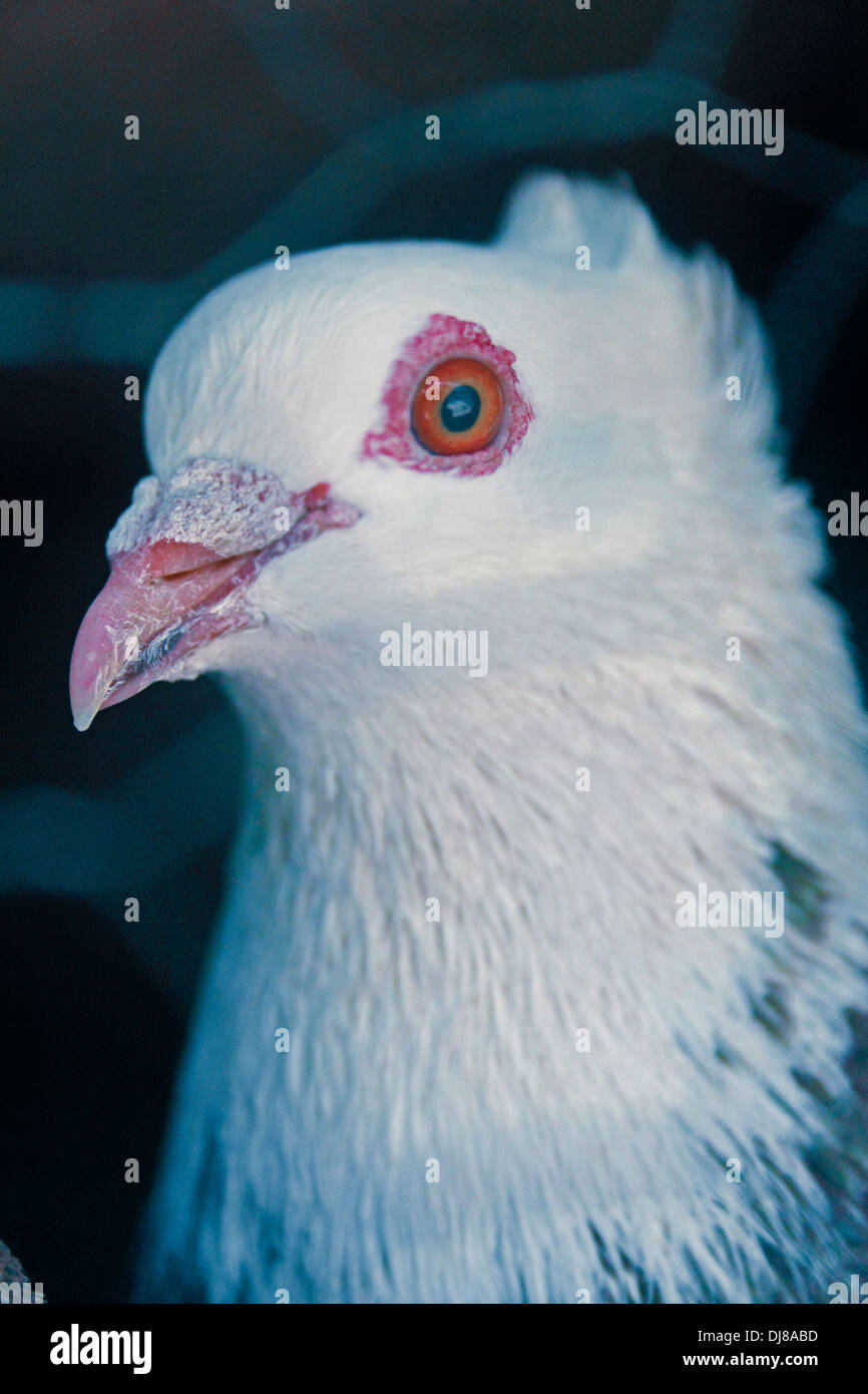white brown pigeon Stock Photo Alamy