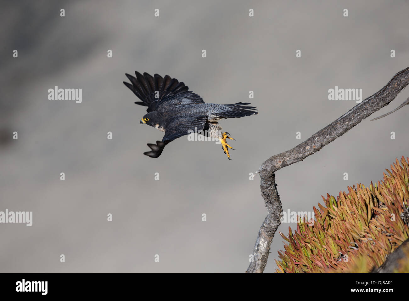 A peregrine falcon (Falco Peregrinus) above the sand at Torrey Pines State Beach in San Diego, California. Stock Photo