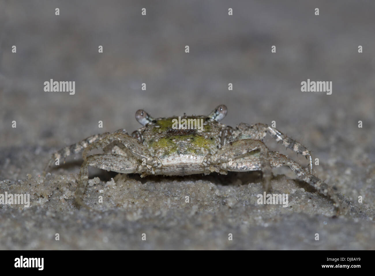 Ghost crabs. Genus Ocypode. Fast moving Crabs Andaman Islands, India
