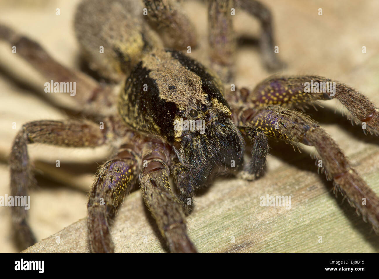 WOLF SPIDER or ground spiders. family Lycosidae -Andaman Islands, India Stock Photo