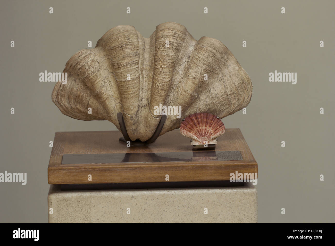 Remains from the past. Large sea shell, India Stock Photo - Alamy