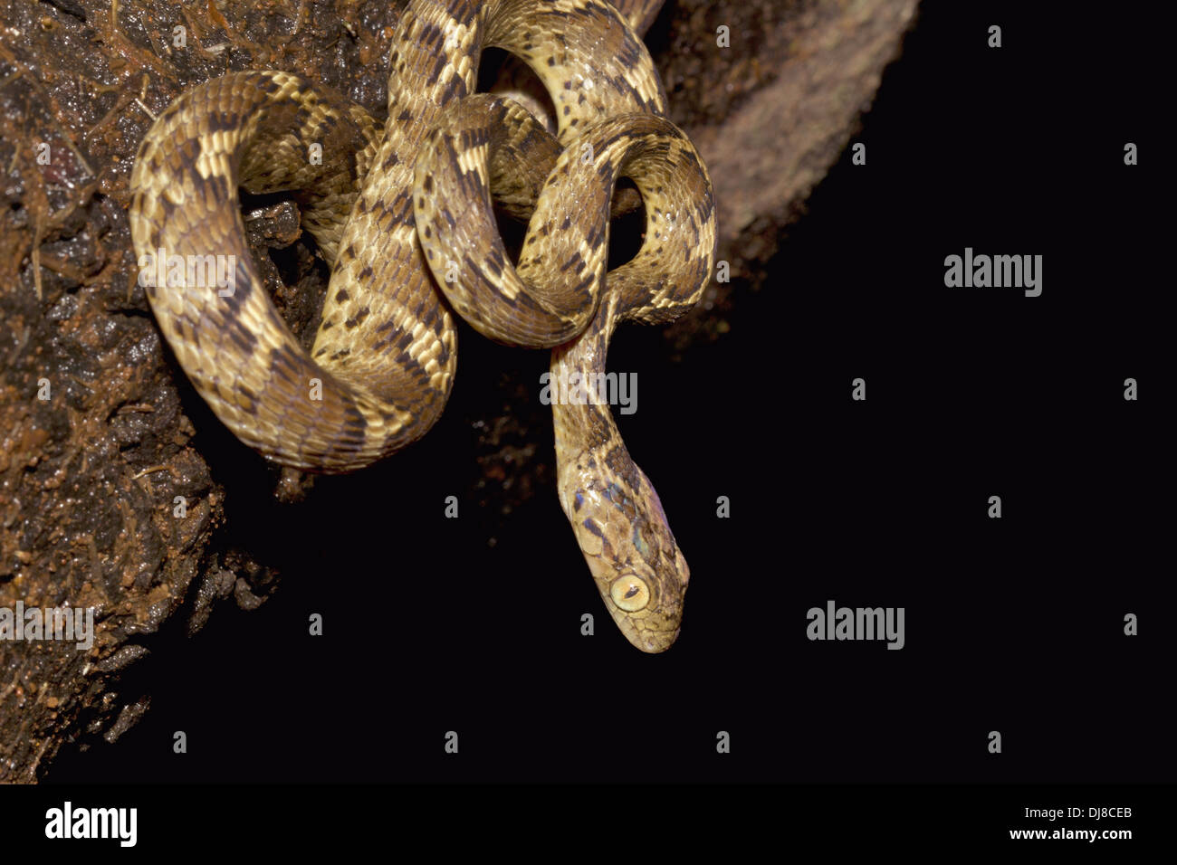 COMMON CAT SNAKE Boiga trigonata Mildly Venomous, Common. Verticle