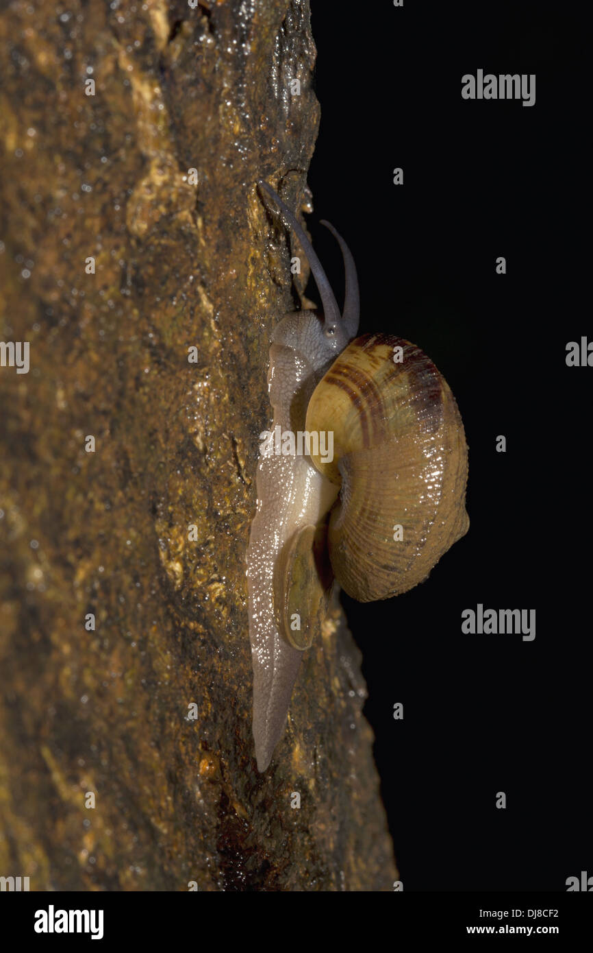 Snail crawls leaving slimy trail, India Stock Photo
