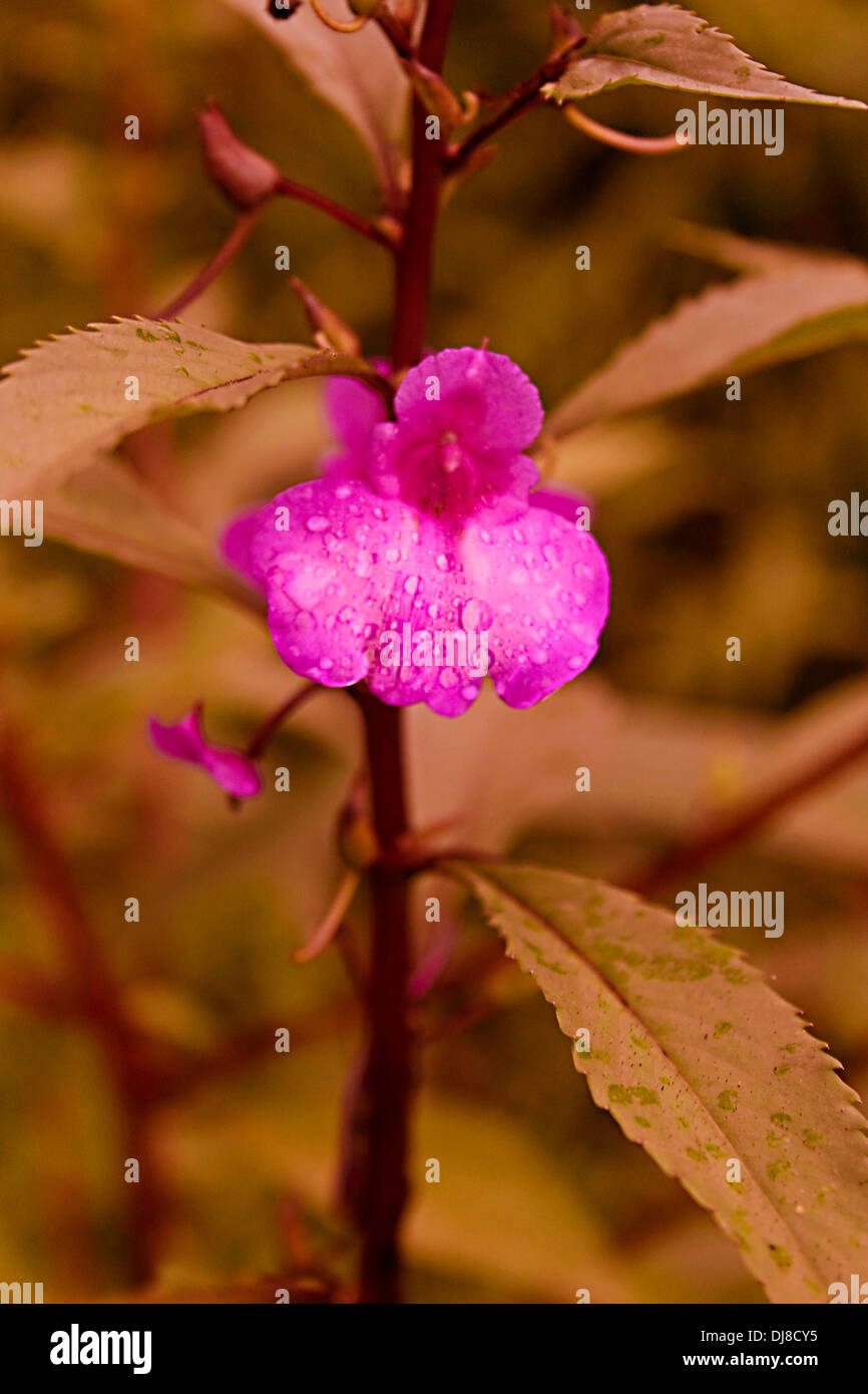 wild Flower, impatiens sp. rosy balsam, Western Ghat, Maharashtra, India Stock Photo