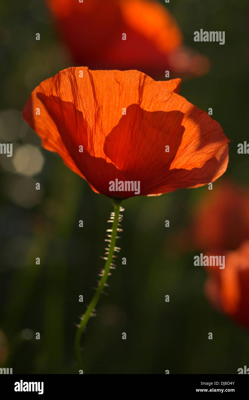 Backlit red poppy Stock Photo - Alamy