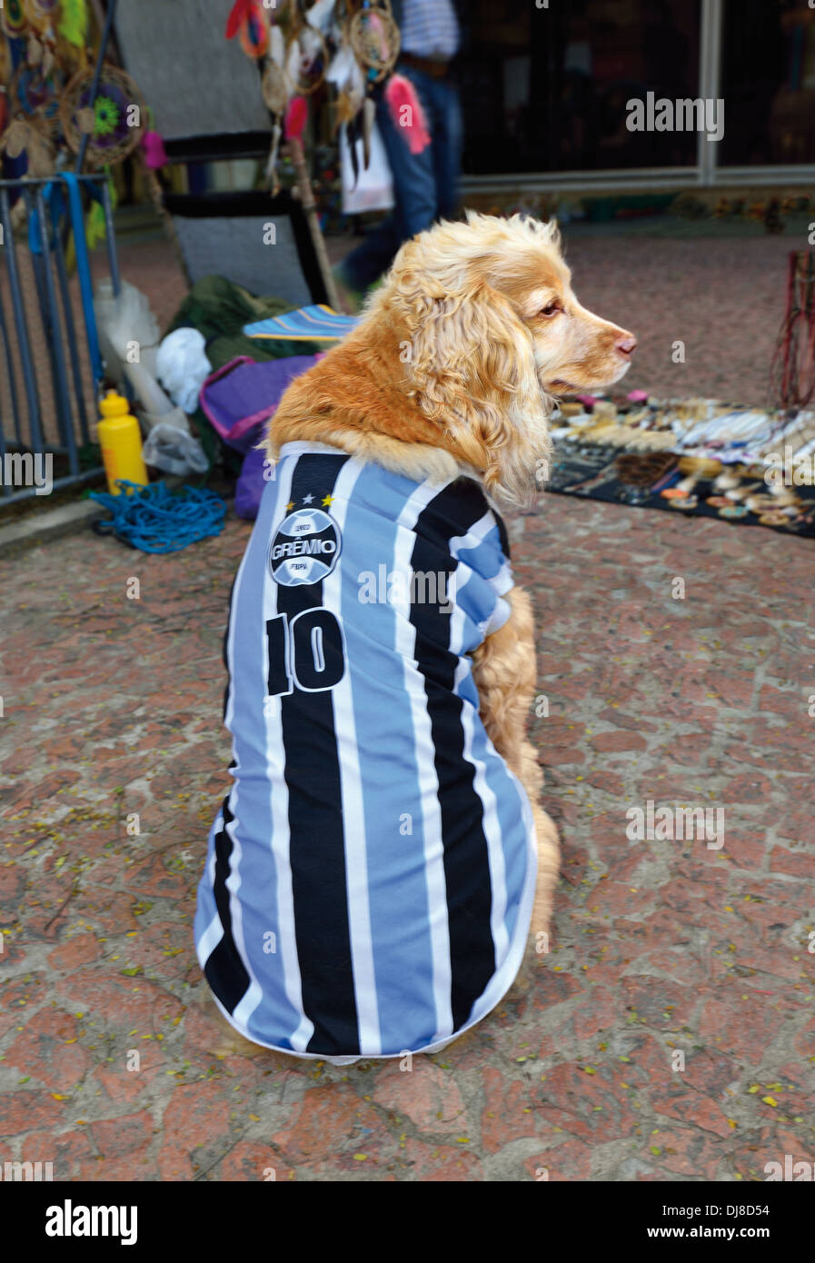 Brazil, Porto Alegre: Cocker Spaniel wearing a fan shirt of the soccer club Gremio Foot-Ball  Porto Alegrense Stock Photo