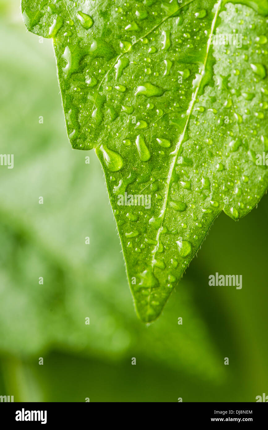 Close up of wet Hibiscus leaves with droplets of water Stock Photo
