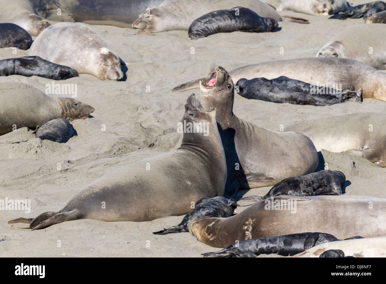 Aggressive territorial behavior hi-res stock photography and images - Alamy