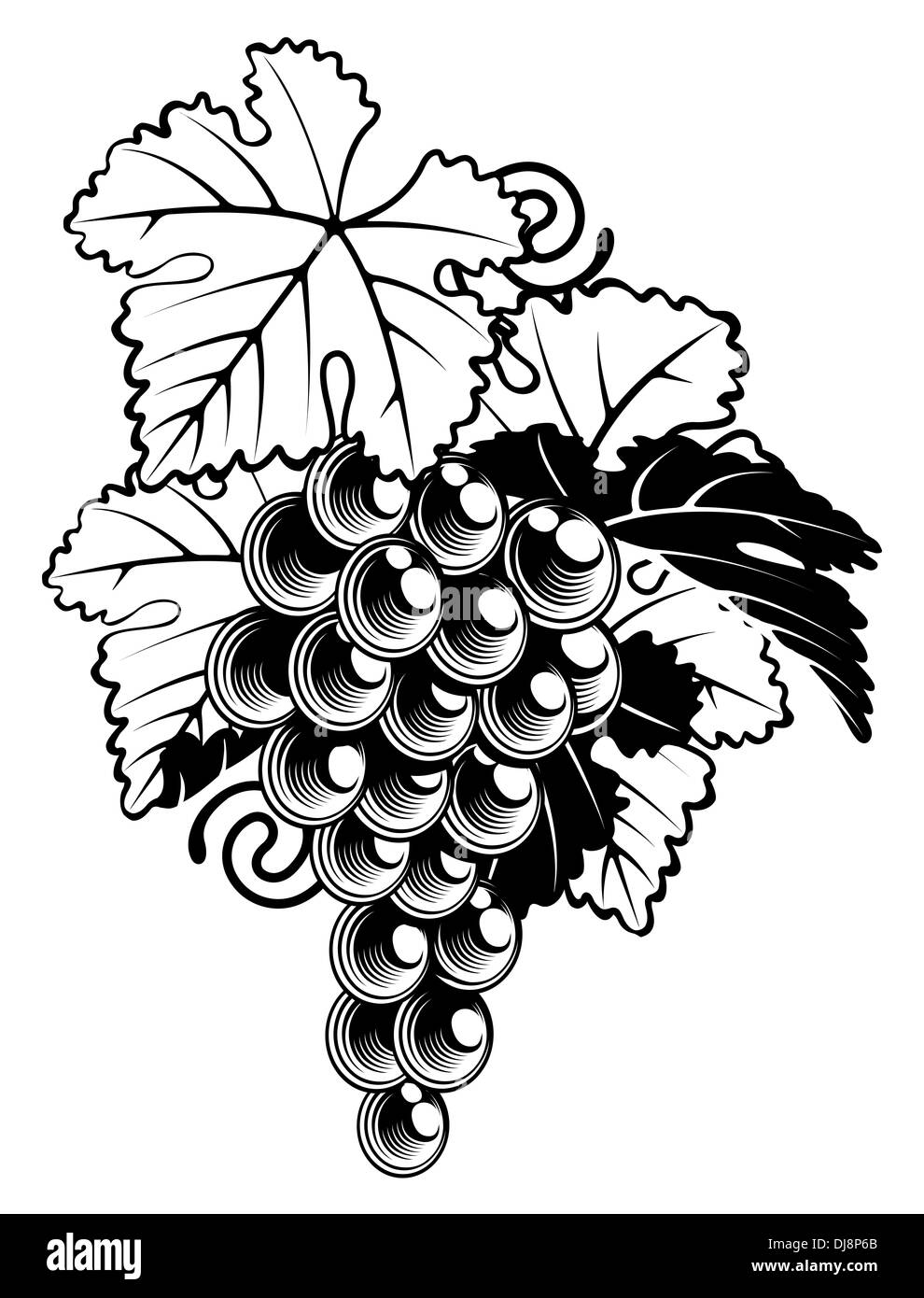 An illustration of a bunch of grapes on a grapevine in a vintage woodcut print style Stock Photo