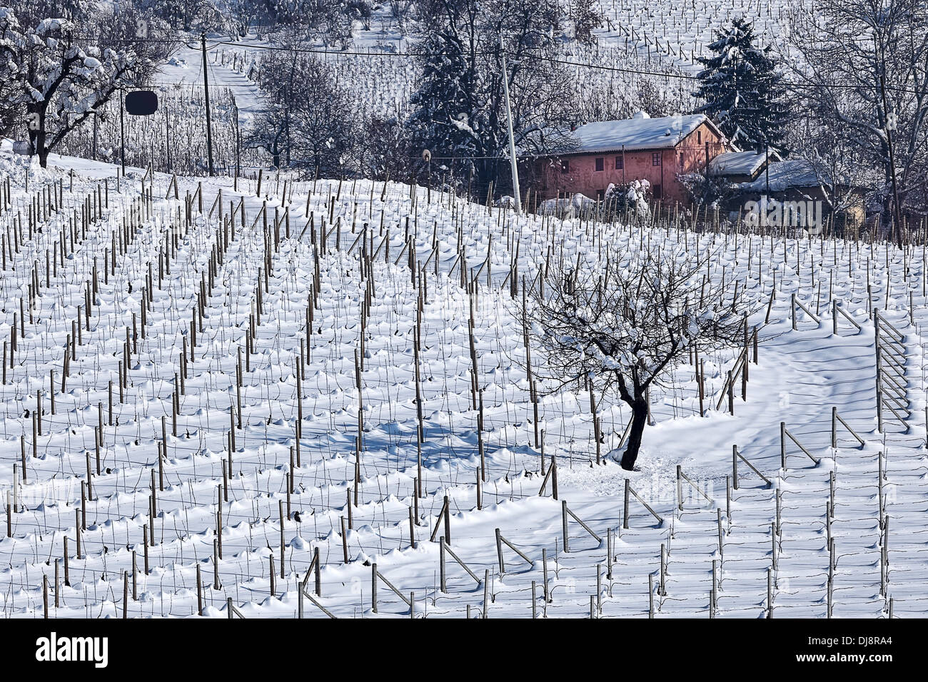 Rural house and vineyards covered with snow in Piedmont, Northern Italy. Stock Photo