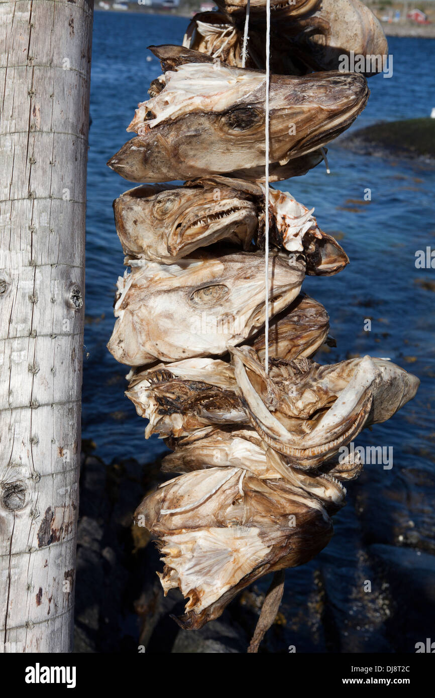 Cod heads drying ( Stockfish ) for Nigeria, Norway, Lofoten Islands
