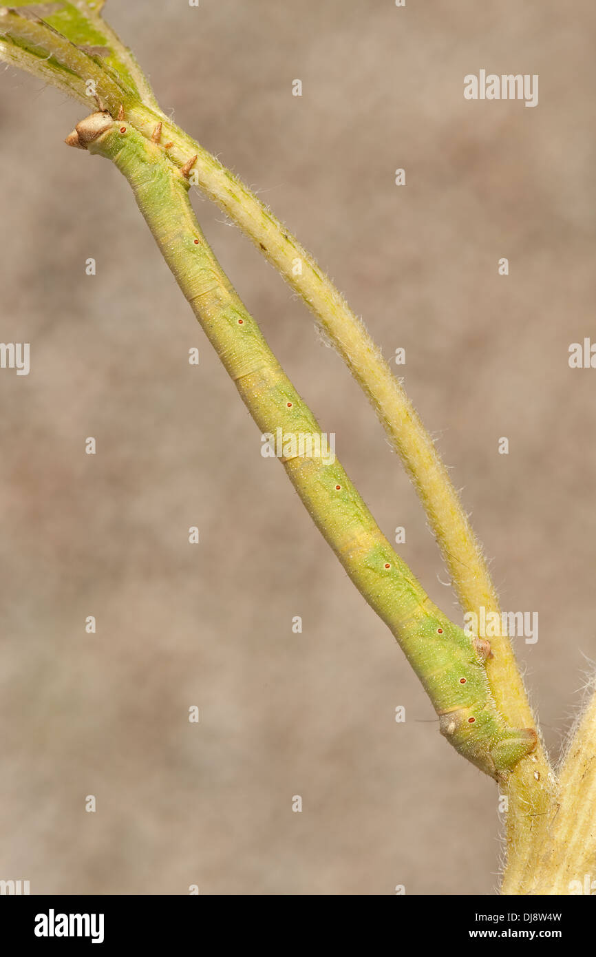 A looper caterpillar clings between two twigs in a Devon,UK. Stock Photo