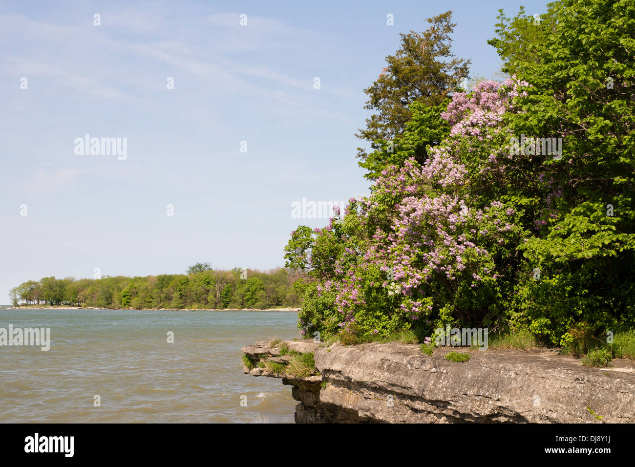 Lilacs and other bushes grow on a rocky outcrop on Kelleys Island over looking Lake Erie. Stock Photo