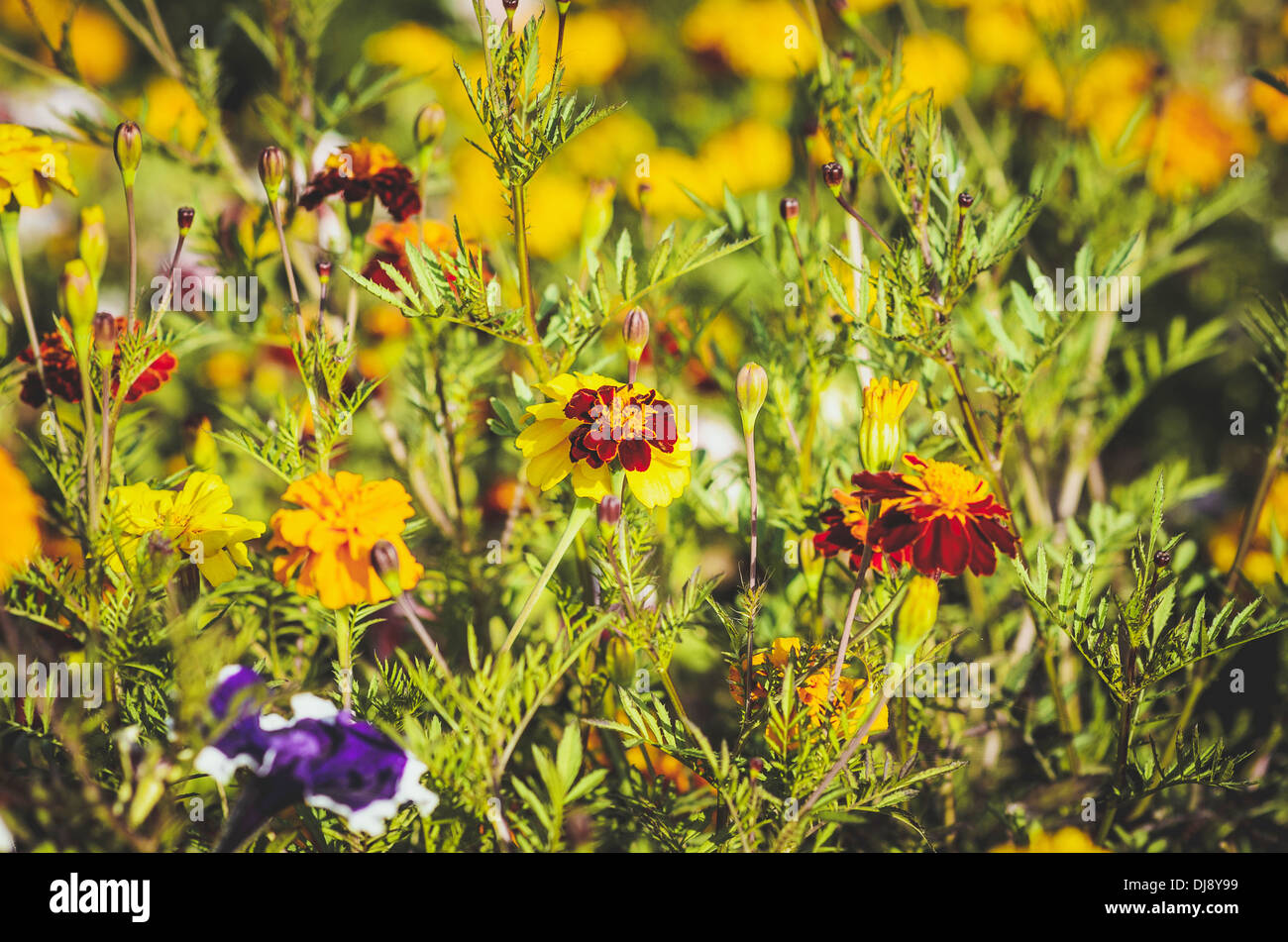 Close up of flowers hi-res stock photography and images - Alamy