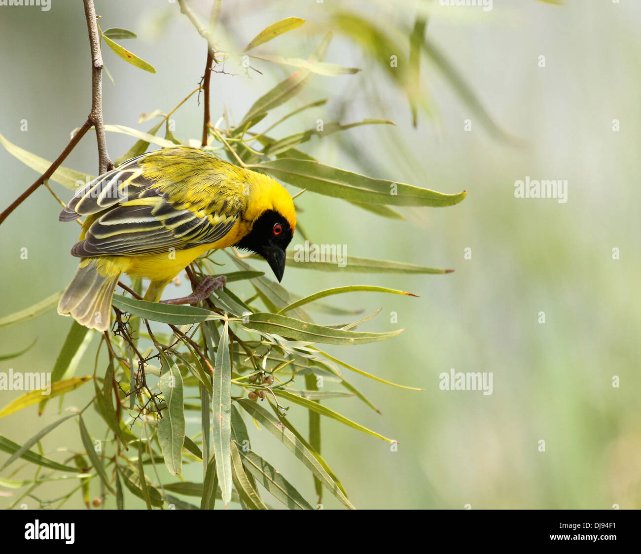 Southern masked weaver Ploceus velatus Stock Photo - Alamy