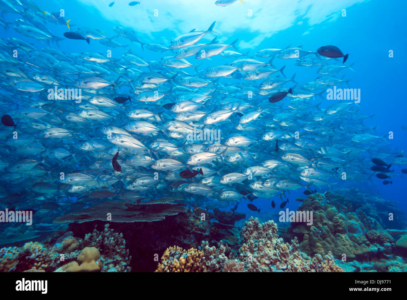 School of Jackfish over a Coral Reef, Ulong Channel, Rock Islands Nationalpark, Micronesia, Palau Stock Photo