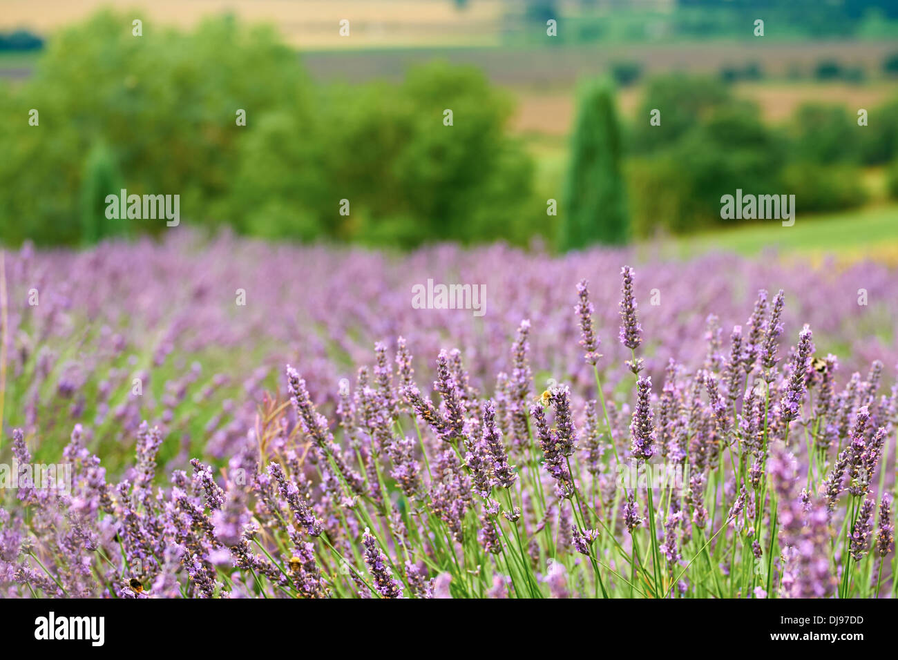 A lavender field at "Yorkshire Lavender" in the UK Stock Photo Alamy