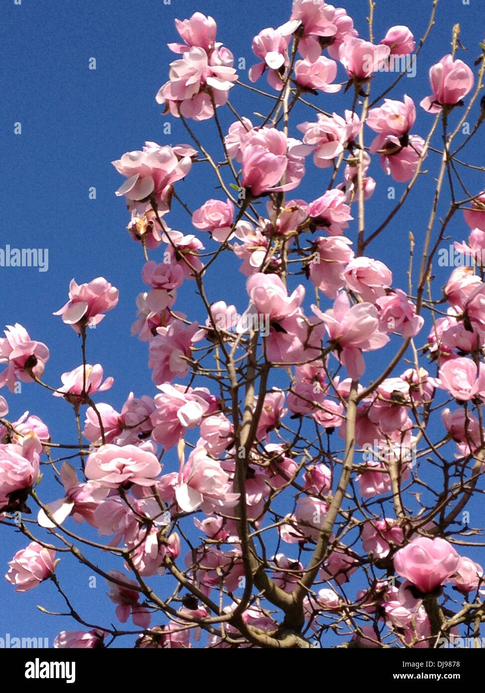 Pink flowers against blue sky - Smartphone Captured Stock Image