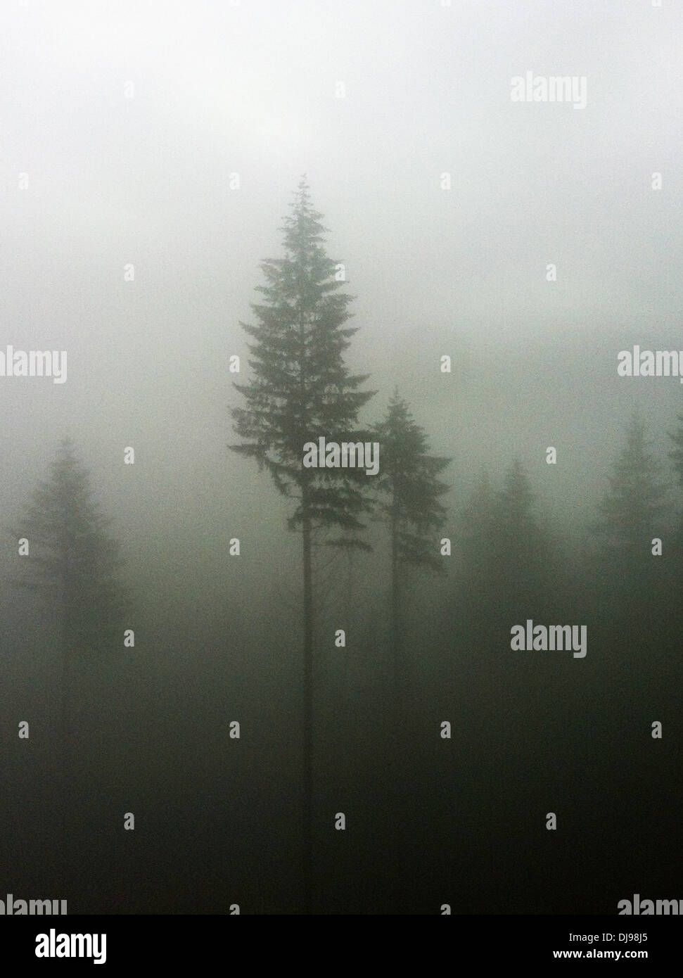 Trees in foggy forest - Smartphone Captured Stock Image