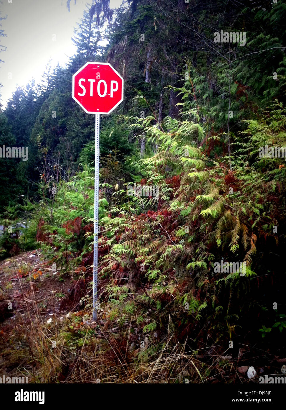 Stop sign in forest - Smartphone Captured Stock Image