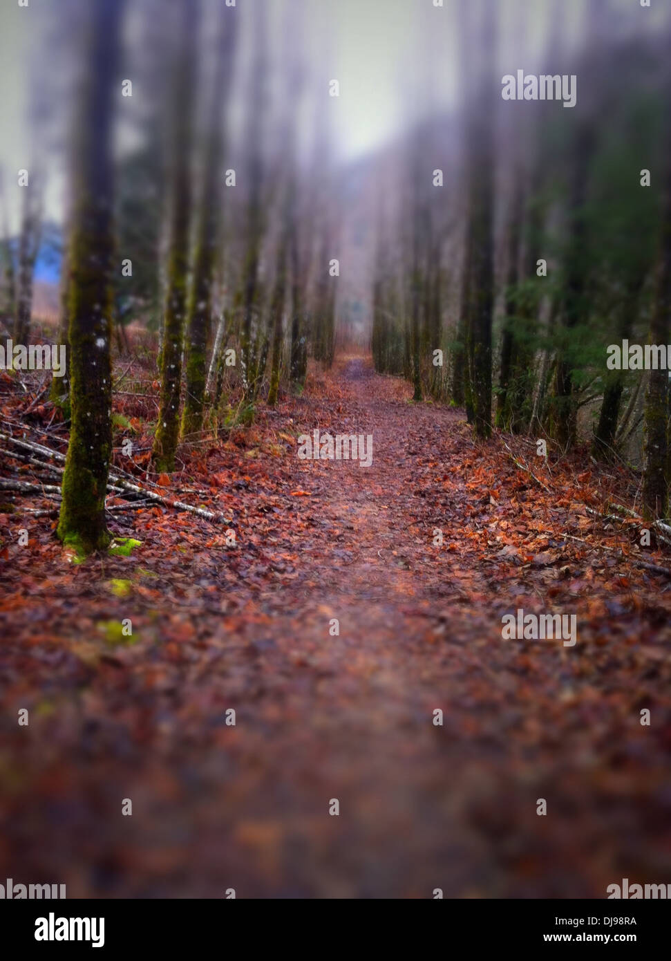 Autumn leaves covering forest floor - Smartphone Captured Stock Image