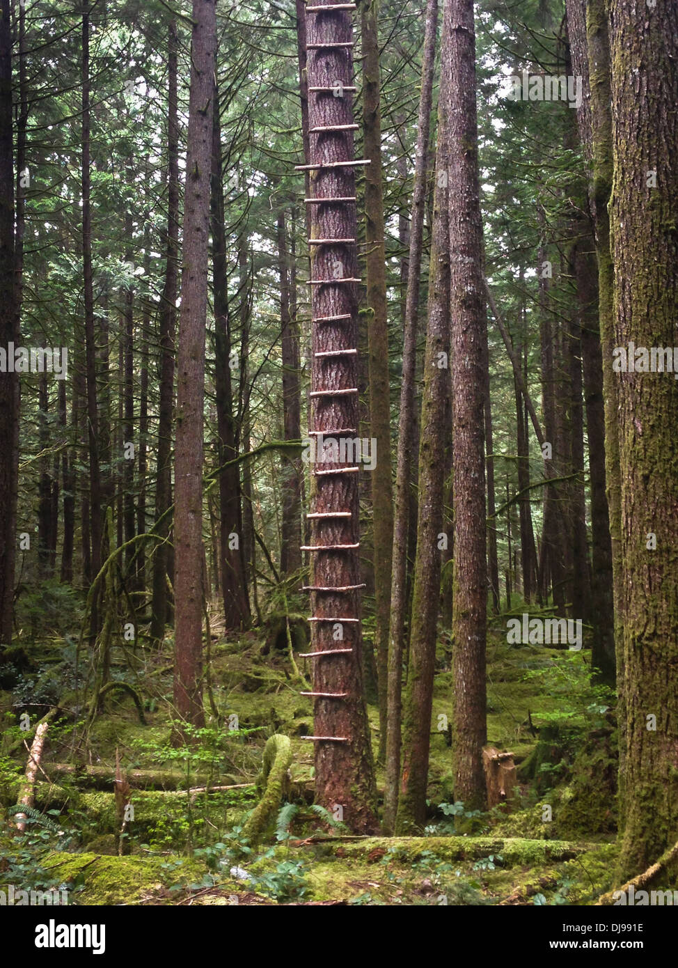 Ladder steps nailed to tree in forest - Smartphone Captured Stock Image