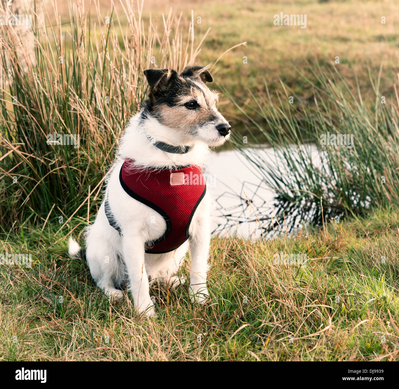 Working Jack Russell Terrier wearing a red harness Stock Photo Alamy