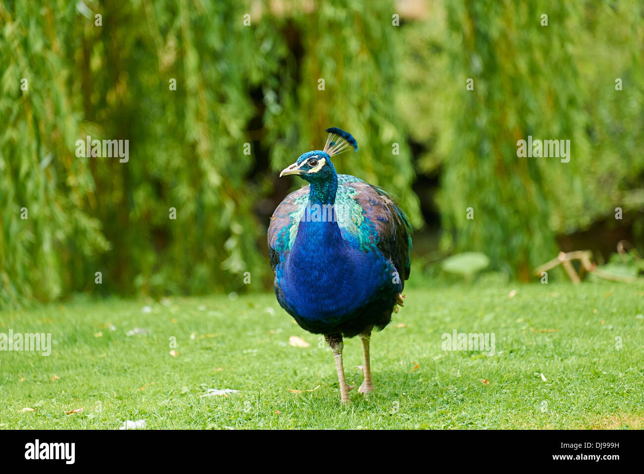 A male Peafowl in an English country garden. Stock Photo