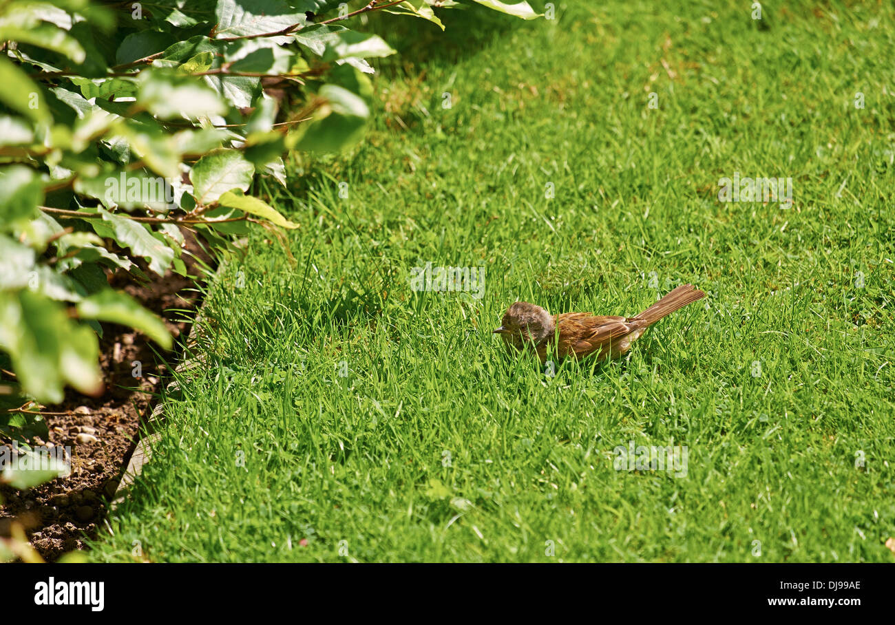 A young dunnock sunbathing on an English lawn in the summer. Stock Photo