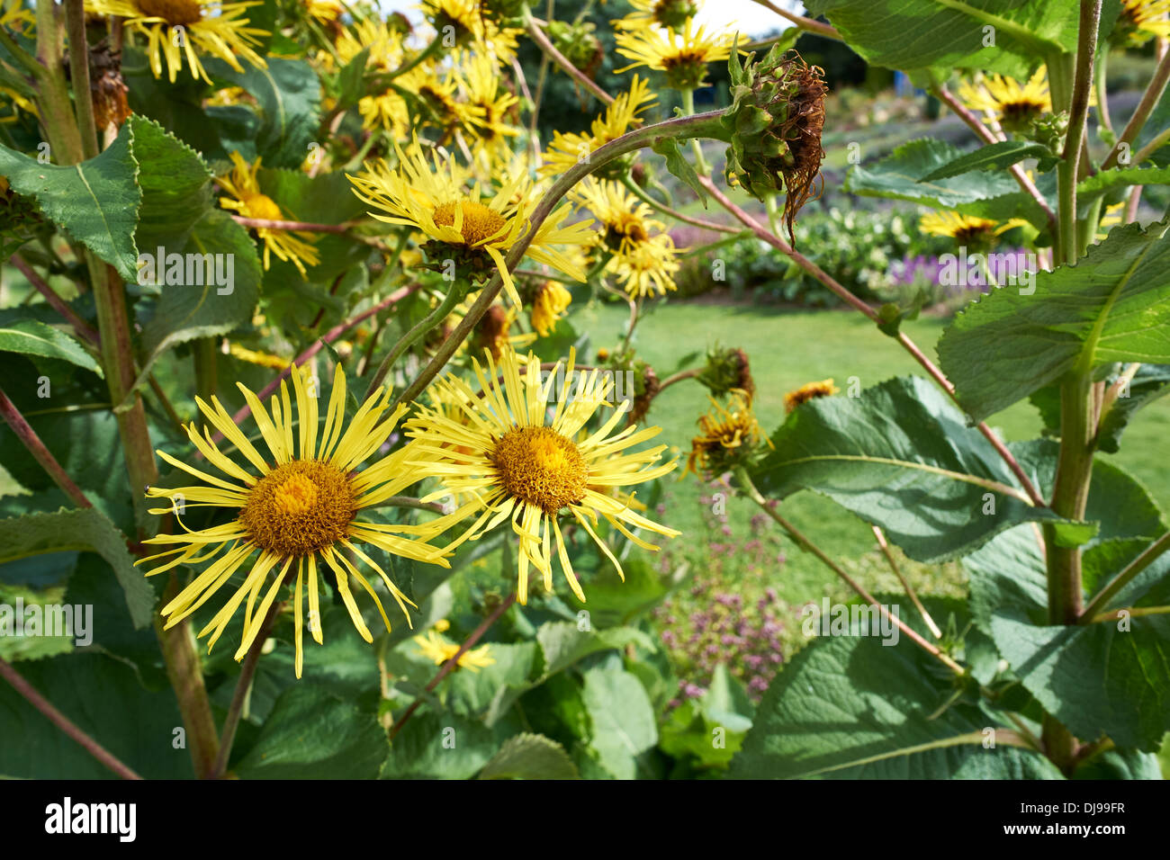 English Country Garden, Yellow daisies, England, UK. Stock Photo