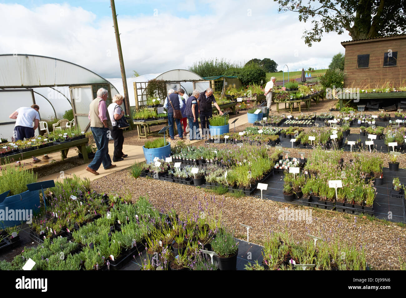 The garden nursery at Yorkshire Lavender in the UK Stock Photo Alamy