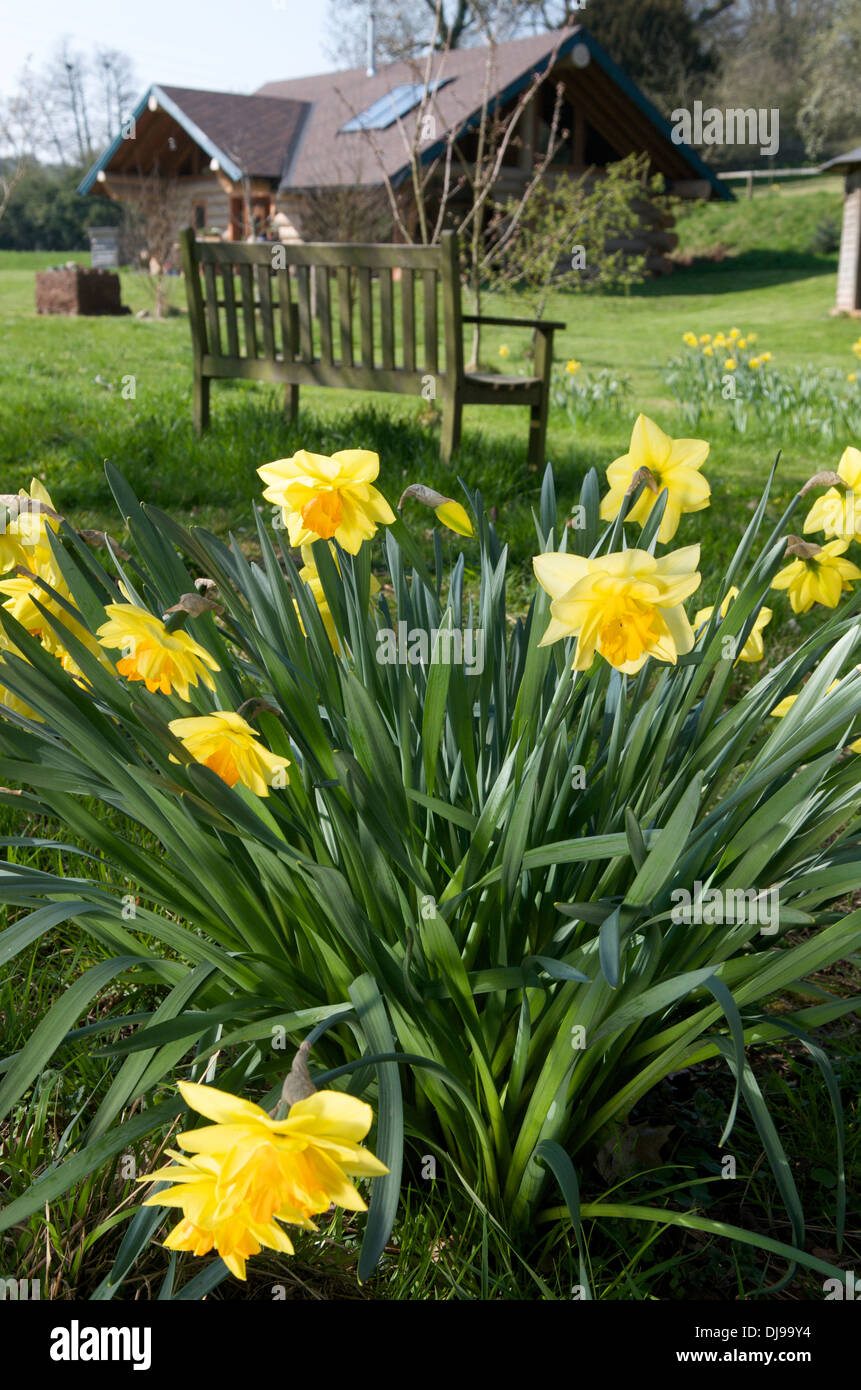 Daffodils in garden Stock Photo