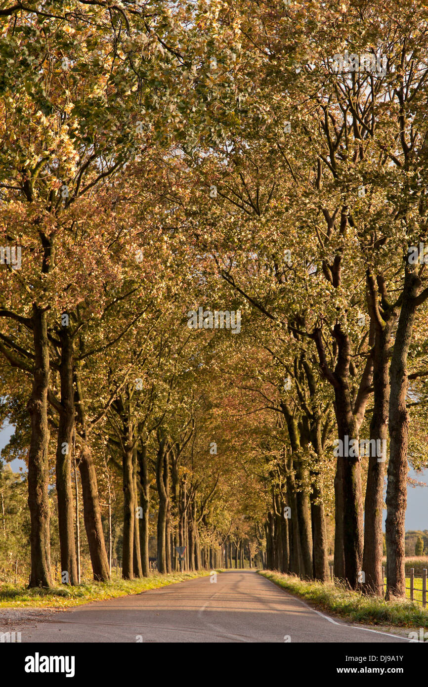 Fall foliage in the surroundings of Otterlo, Gelderland, The Netherlands. Stock Photo