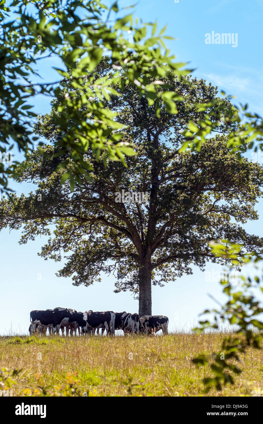grazing cows in shade Stock Photo