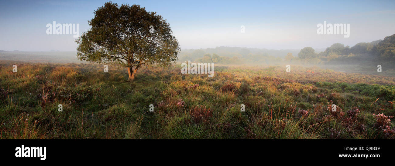 Misty morning sunrise; Bratley Plain, New Forest National Park; Hampshire County; England; Britain, UK Stock Photo
