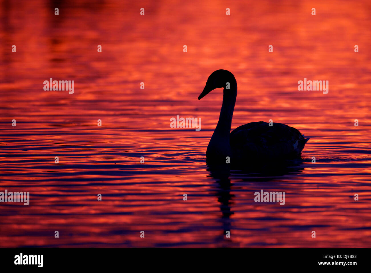 Sunset silhoutte of Mute Swan at WWT Welney, Norfolk Stock Photo