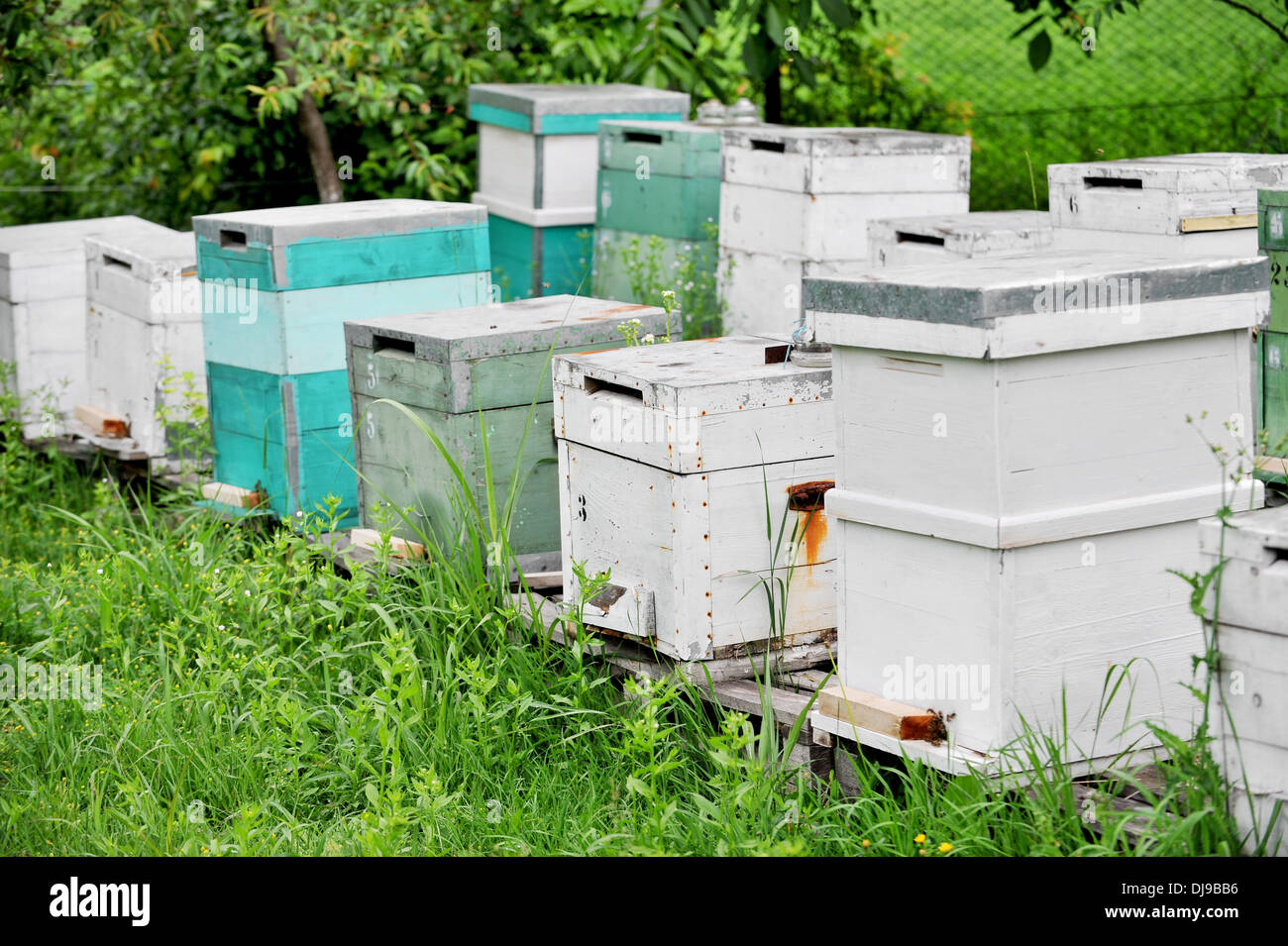 Several painted wooden beehives in a orchard Stock Photo